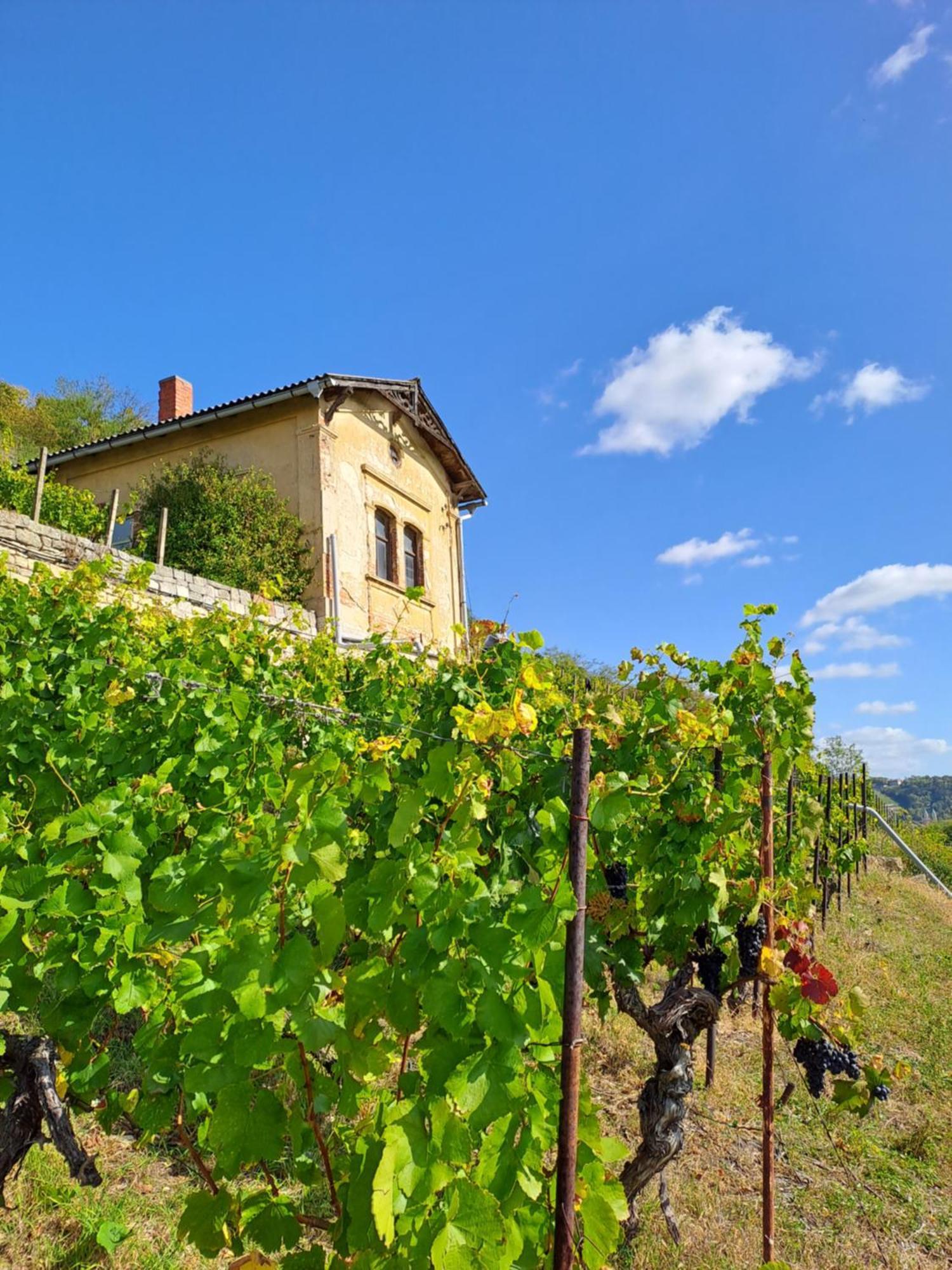 Ferienhaus Und Strausswirtschaft Im Weinberg Freyburg Luaran gambar